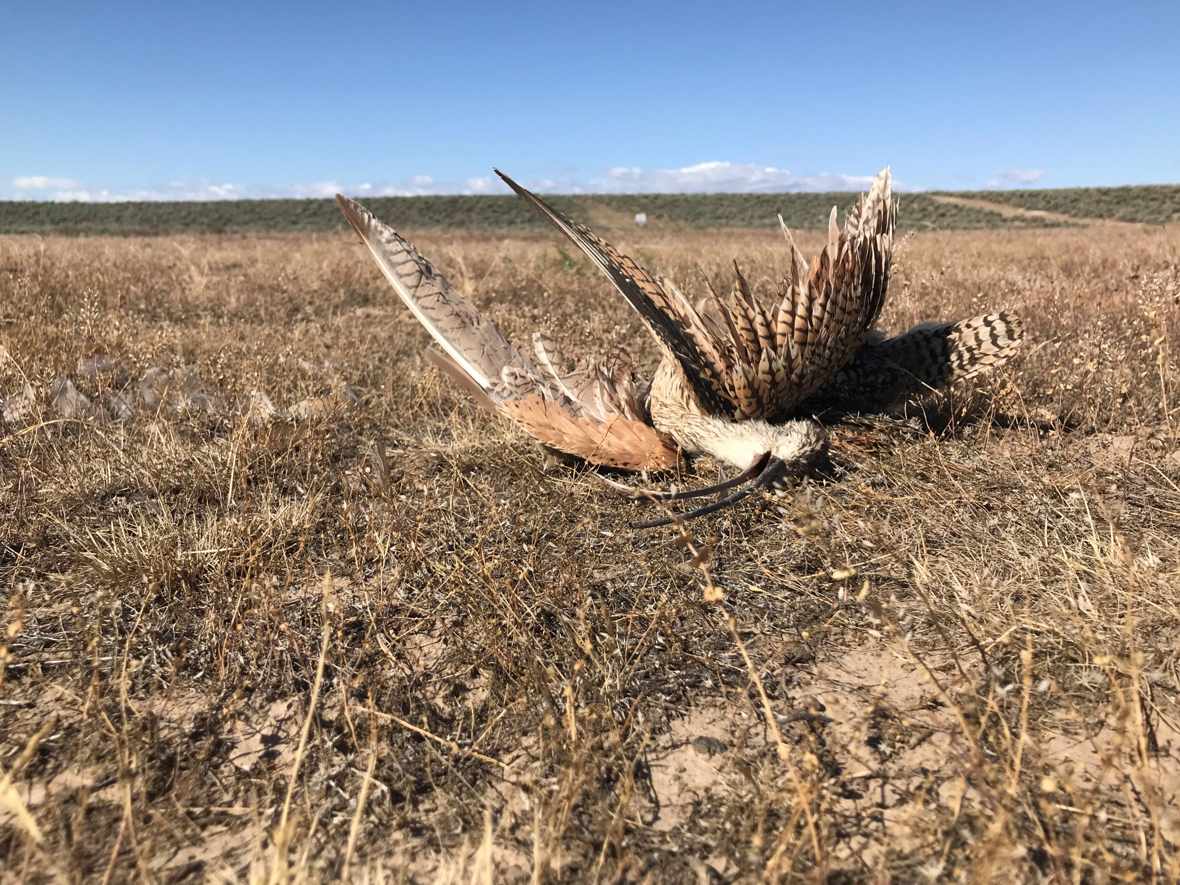 a curlew lies dead with wings spread open and mouth agape