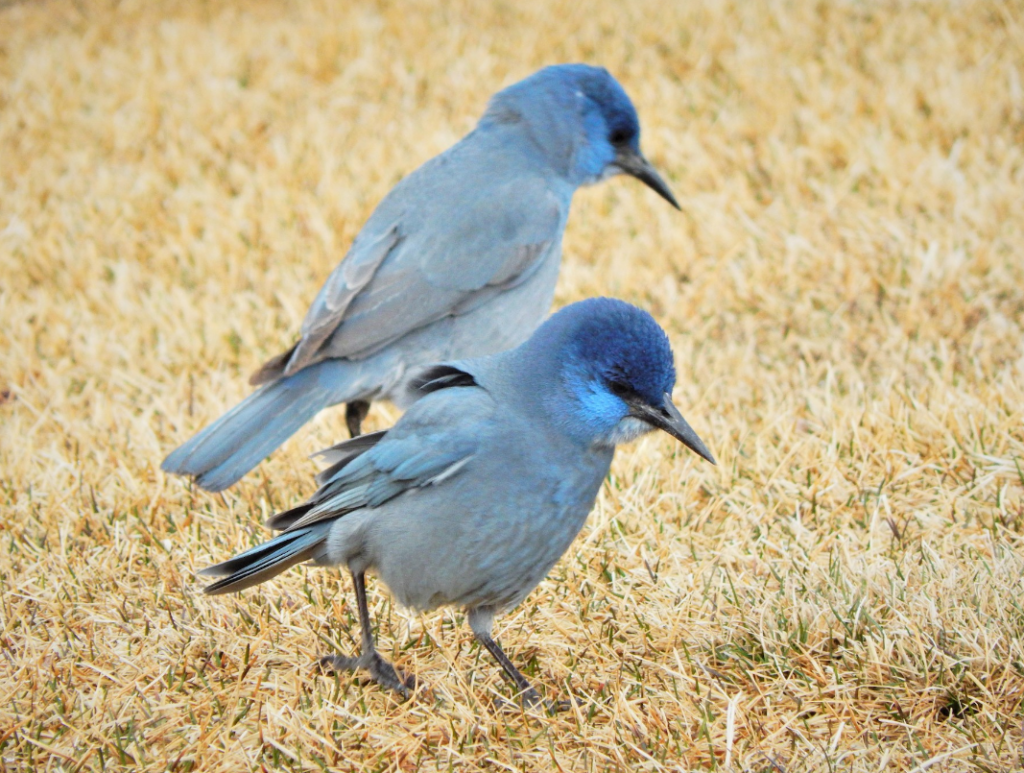 two dusty blue pinyon jays with royal blue crowns and light azure cheeks walk on a brownish winter lawn