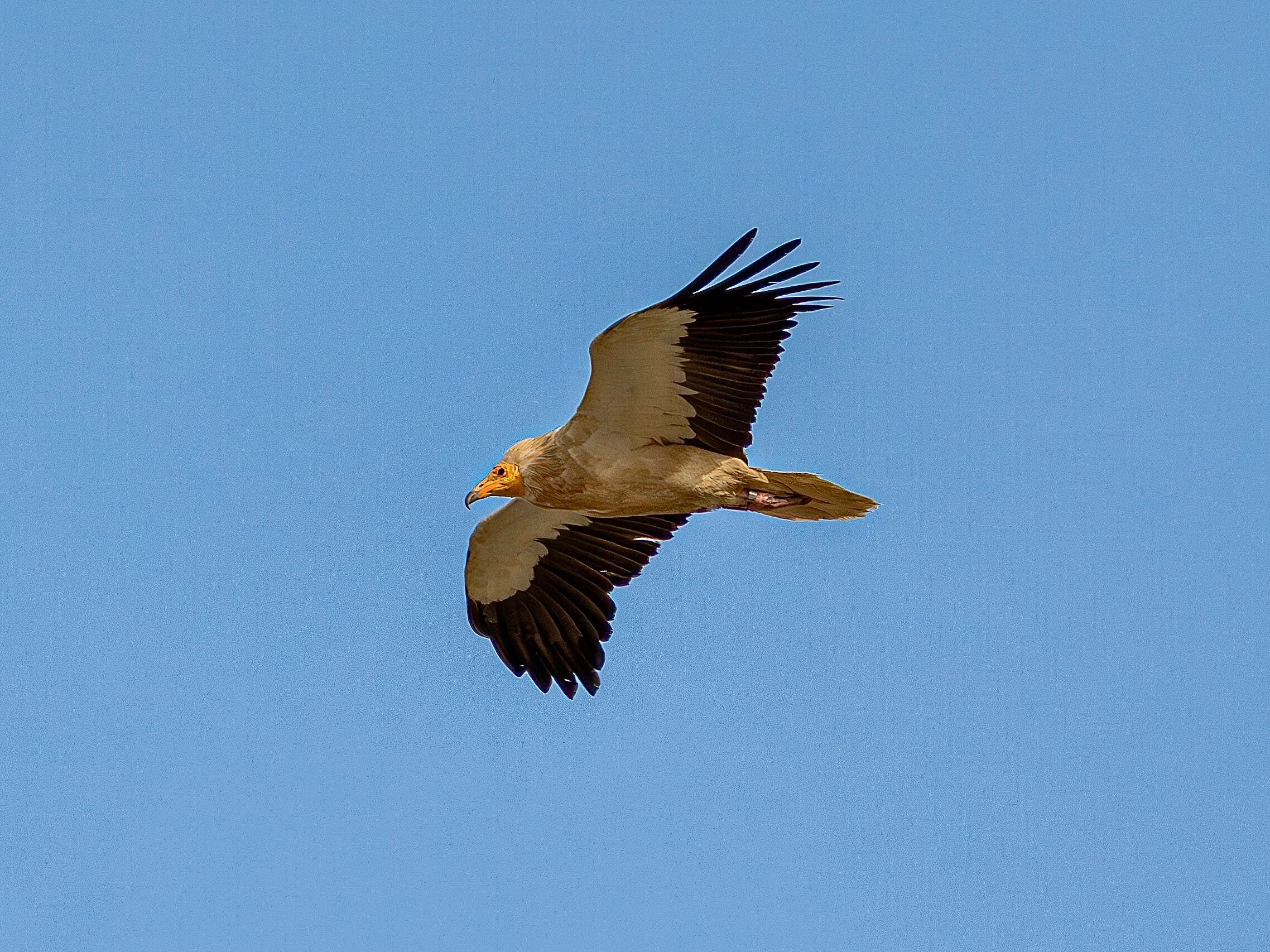 a flying vulture with bright yellow bare face, white belly and underwings, and sharply-contrasting black wing feathers