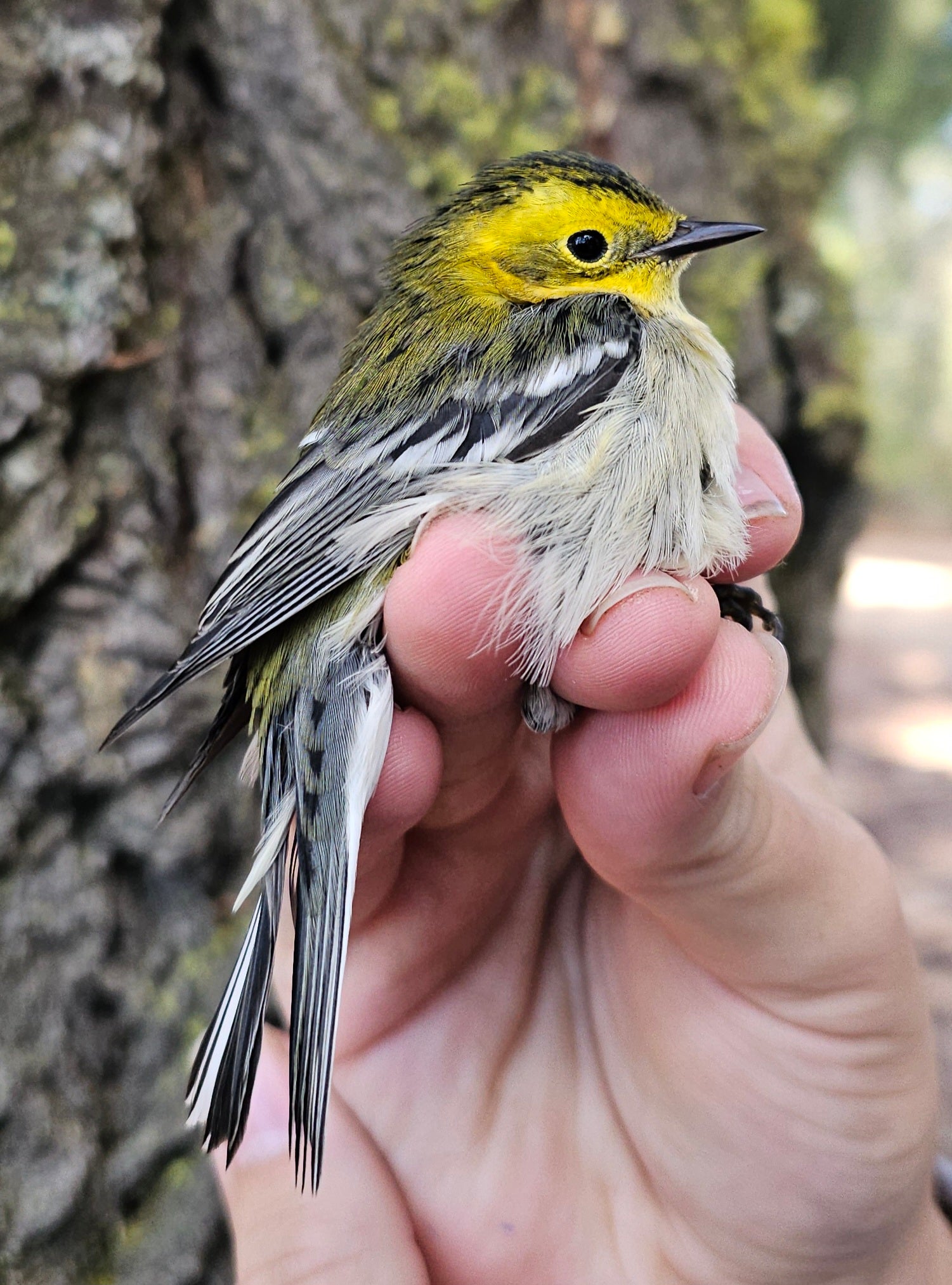 a closeup of a small warbler with bright yellow face, greenish-black face markings, and black and white wings.