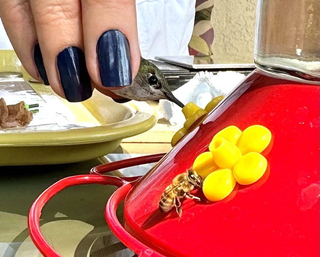 a biologist's hand holding a tiny hummingbird up to a feeder. The hummingbird's bill is inside one flower, drinking. on the next flower on the feeder is a tiny honeybee.
