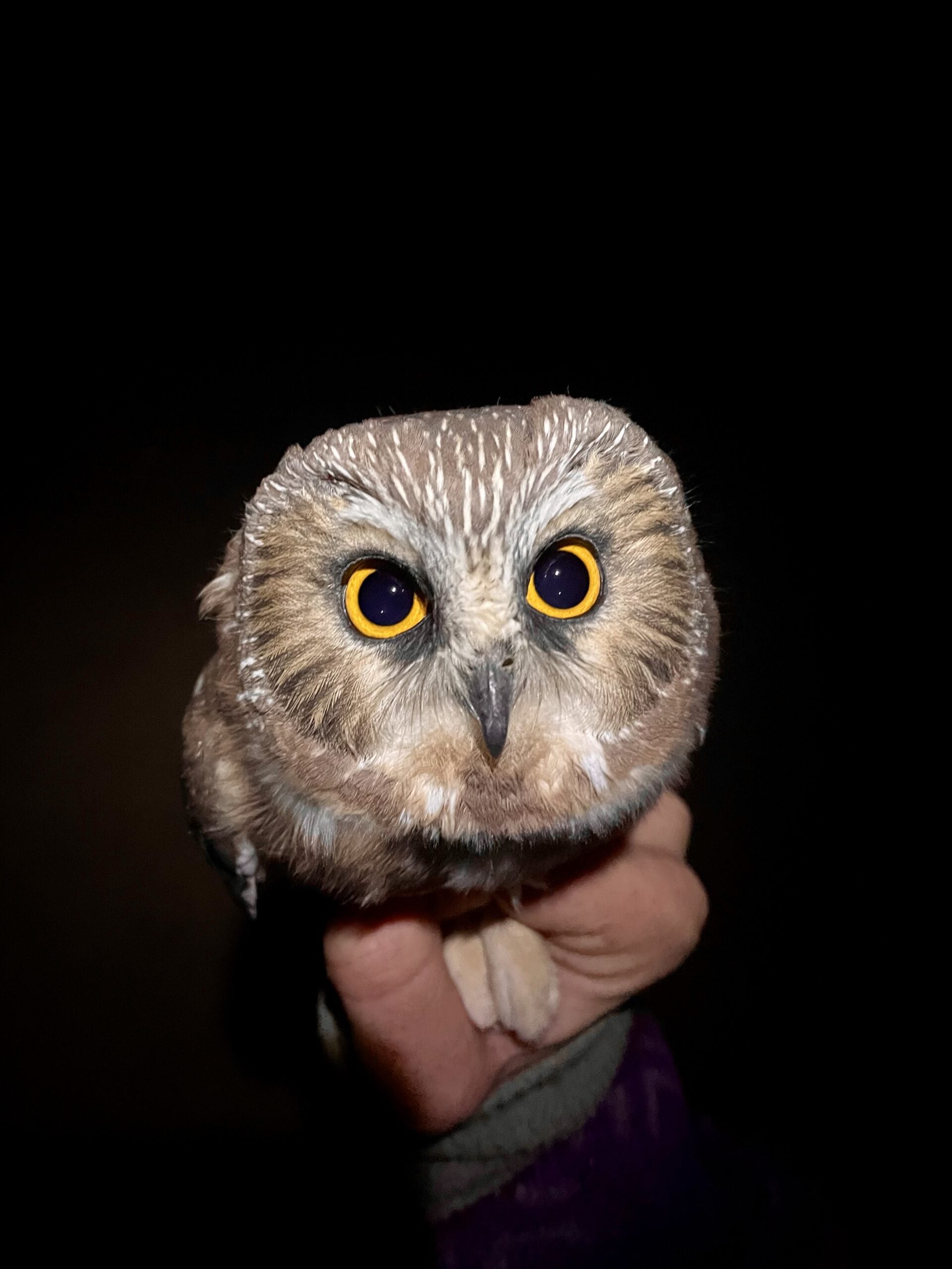 an owl with intensely yellow eyes stares straight into the camera. it is just barely larger than the biologists hand that is holding its feet gently in the photo