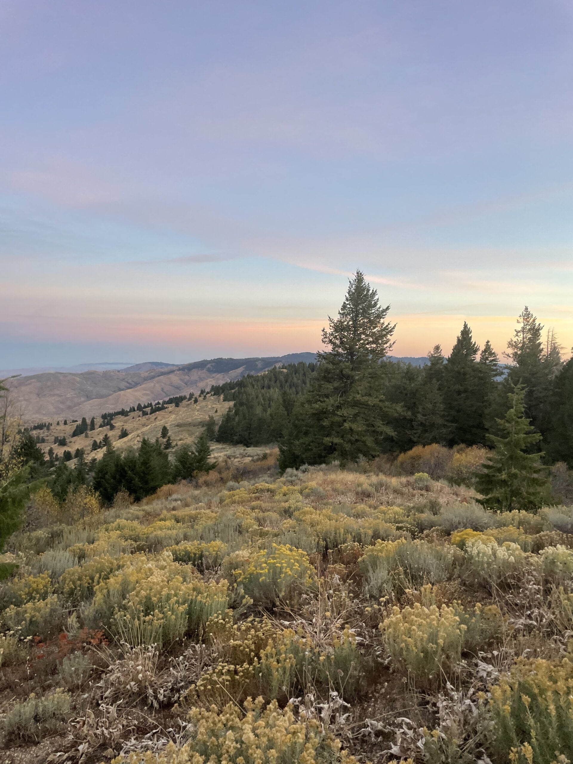 blooming rabbitbrush and douglas fir trees are slightly pinkish in the morning light. the view north from Lucky Peak shows a sky with a beautiful blue-pink sunrise
