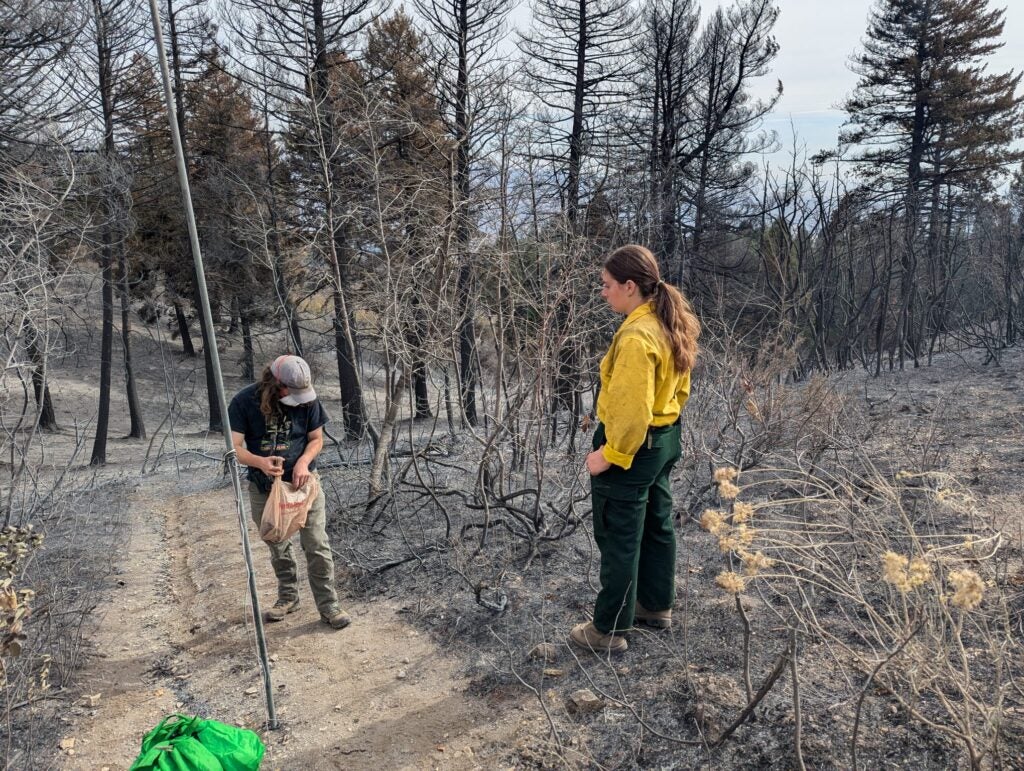 Lucian holds a grocery bag and stands next to an ash-covered mist net pole. All around him are skeletons of burned cherry shrubs and charred black douglas fir trees. A firefighter, Bri, stands nearby overlooking the scene. She's wearing the classic firefighter yellow shirt, green pants, and workboots. Lucian is wearing his IBO Lucky Peak shirt.
