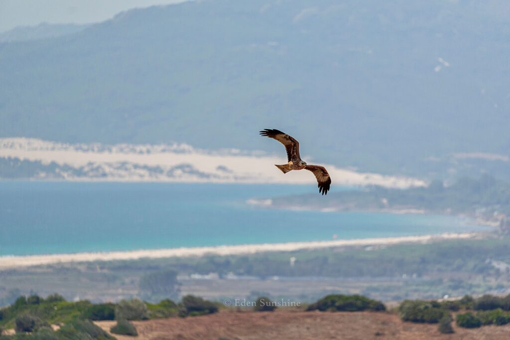 A brown, black, and tan speckled hawk (a Black Kite) with a somewhat forked tail in flight. Behind the kite in the distance are rolling hills surrounding a small ocean bay with white sand beaches