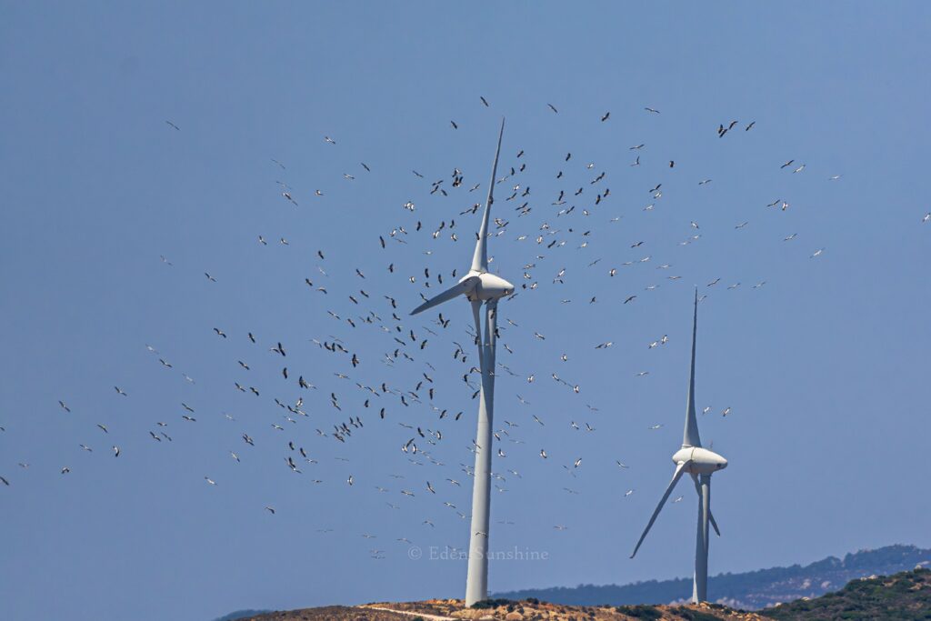 two massive turbines sit on a hilltop. all around them, more than 100 black and white stork silhouettes fill the sky. The storks appear dangerously close to the turbine blades