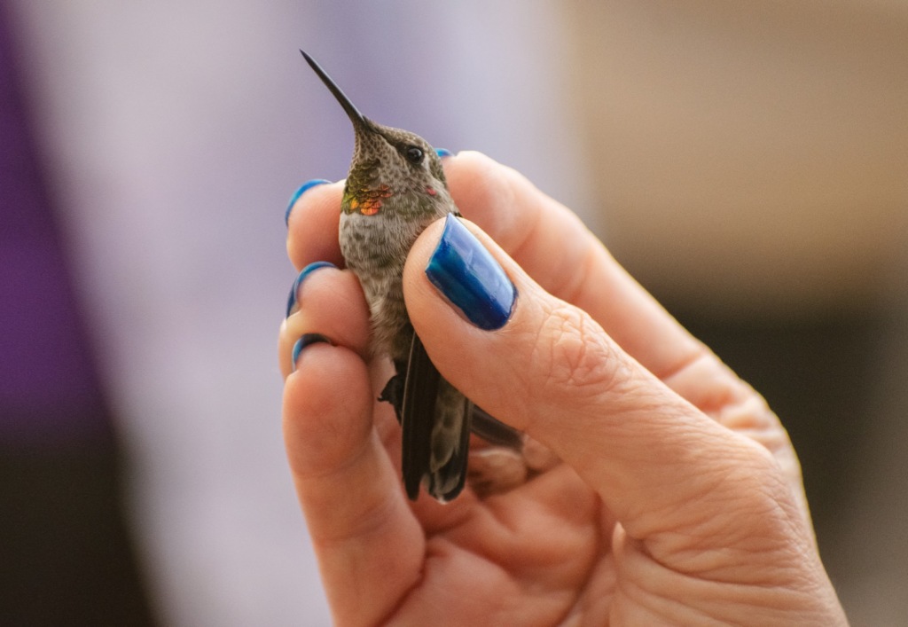 an anna's hummingbird with gleaming magenta throat is gently held by a biologists fingertips. its head is smaller than her thumbnail!
