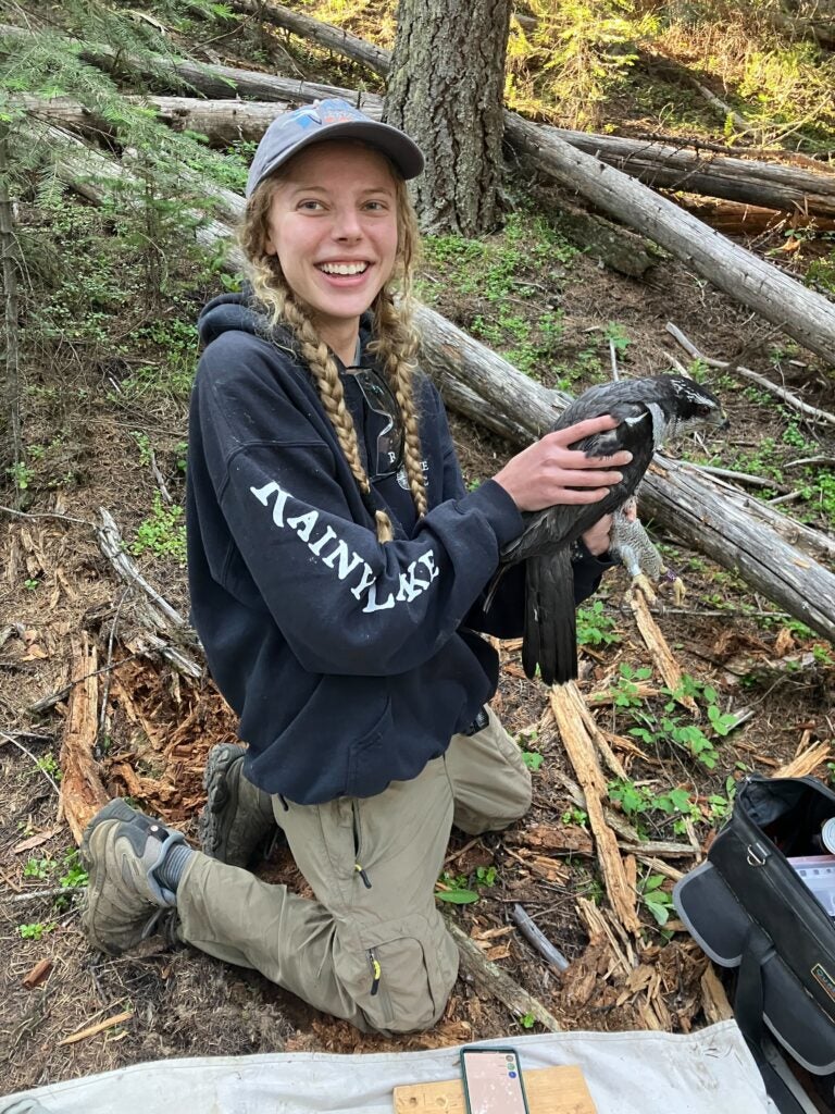 Olivia kneels, smiling, while holding a black gray and white adult goshawk. She's holding his legs with one hand and supporting his wings and back with the other. She has long blonde braided pigtails and is wearing a hoodie, field pants, and hiking boots. The forest floor around her is speckled with green understory plants and scattered fallen logs.