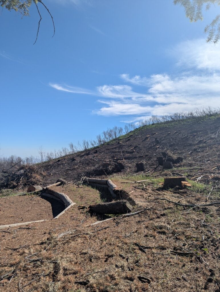 bare scorched hillside covered with sawn tree stumps. skeletons of cherry shrub branches are silhouetted against blue sky