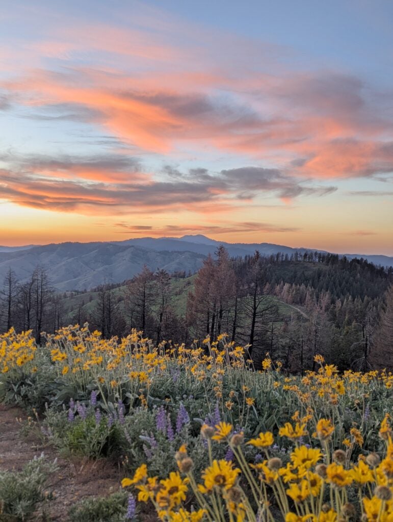 a beautiful sunset view with glowing pink clouds and brilliant yellow balsamroot flowers. in the midground there are skeletons of burned douglas fir trees with black trunks and brown needles.