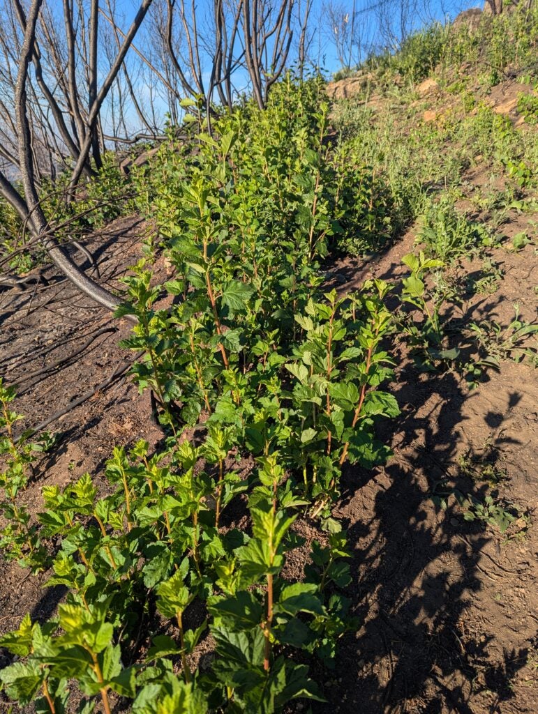 densely packed and brilliantly green leafy sprouts shooting up out of bare brown dirt