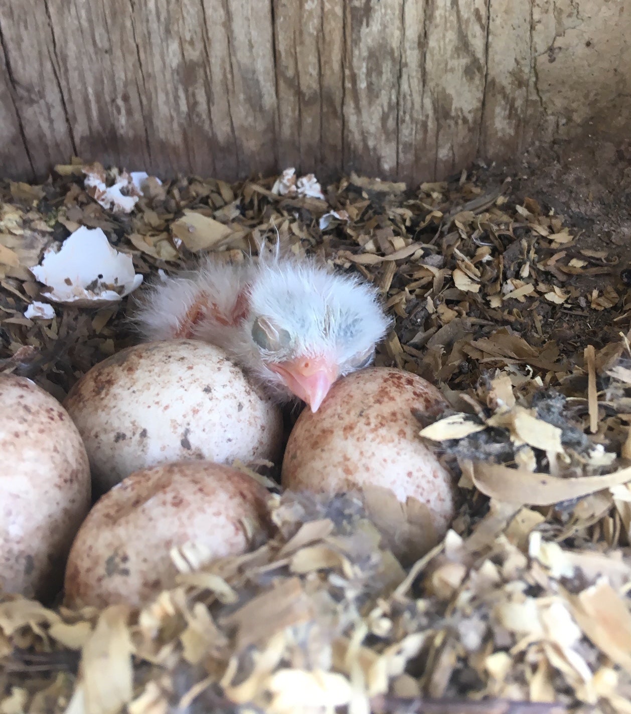 baby kestrel surrounded by eggs