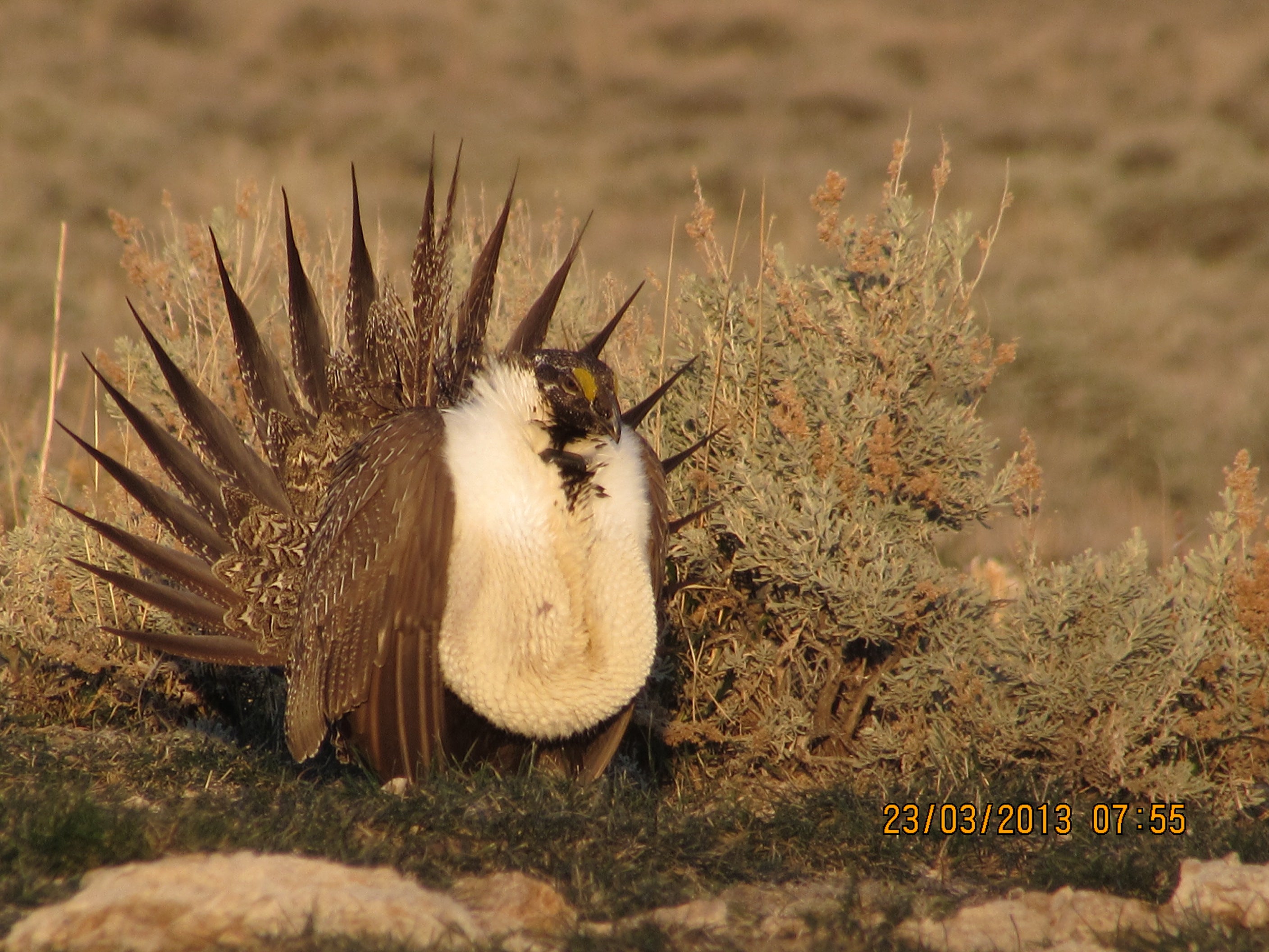 sage-grouse with puffed up feathers