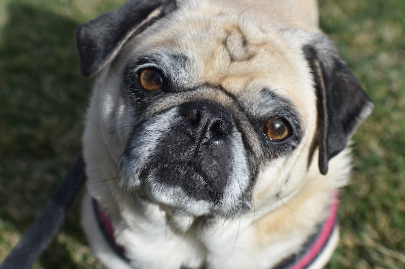 Pug looks directly at camera