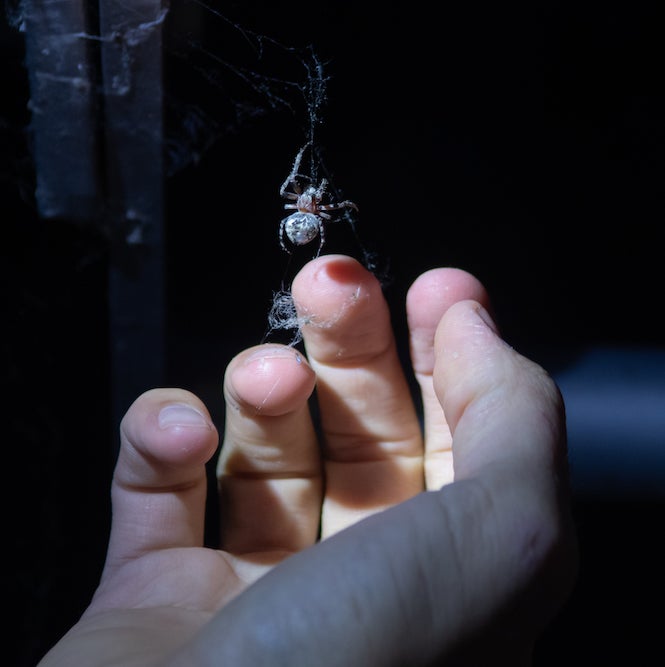 orb weaving spiders crawls suspended above researcher's hand