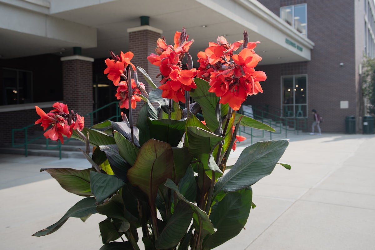 Photo of red flowers in front of Albertson's library