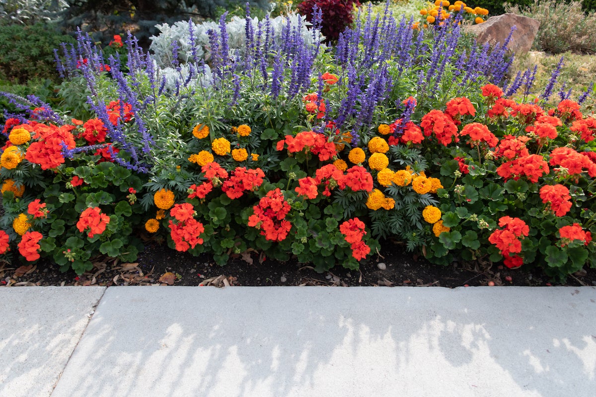 Photo of a vibrant multicolored flower bed
