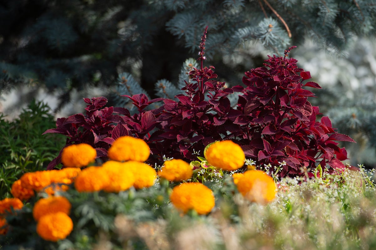 Photo of golden and maroon flowers planted beneath a pine tree