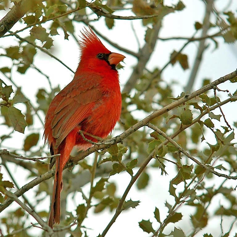 Male cardinal perched in tree