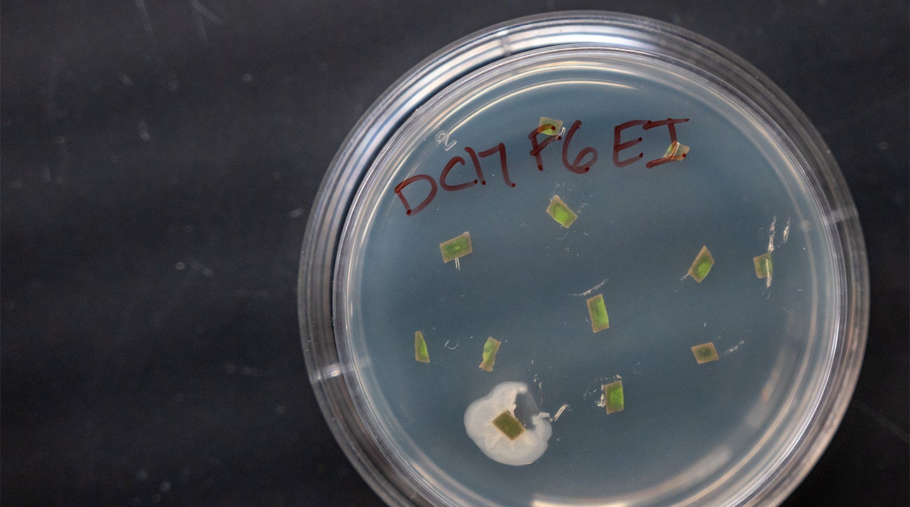 A petri dish with multiple strands of bacteria inside