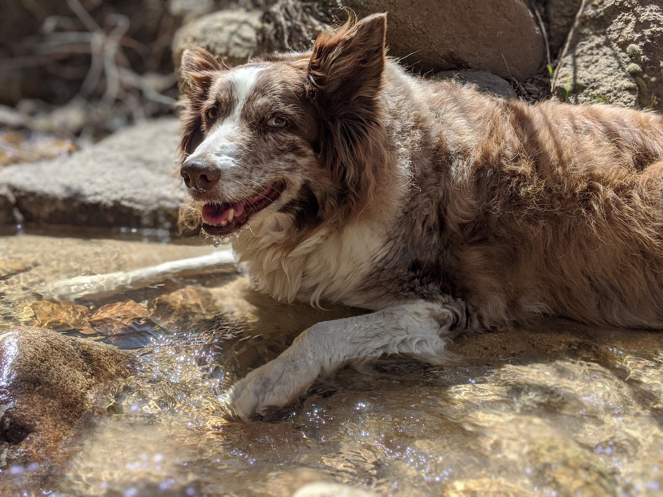 Border collie laying in a stream