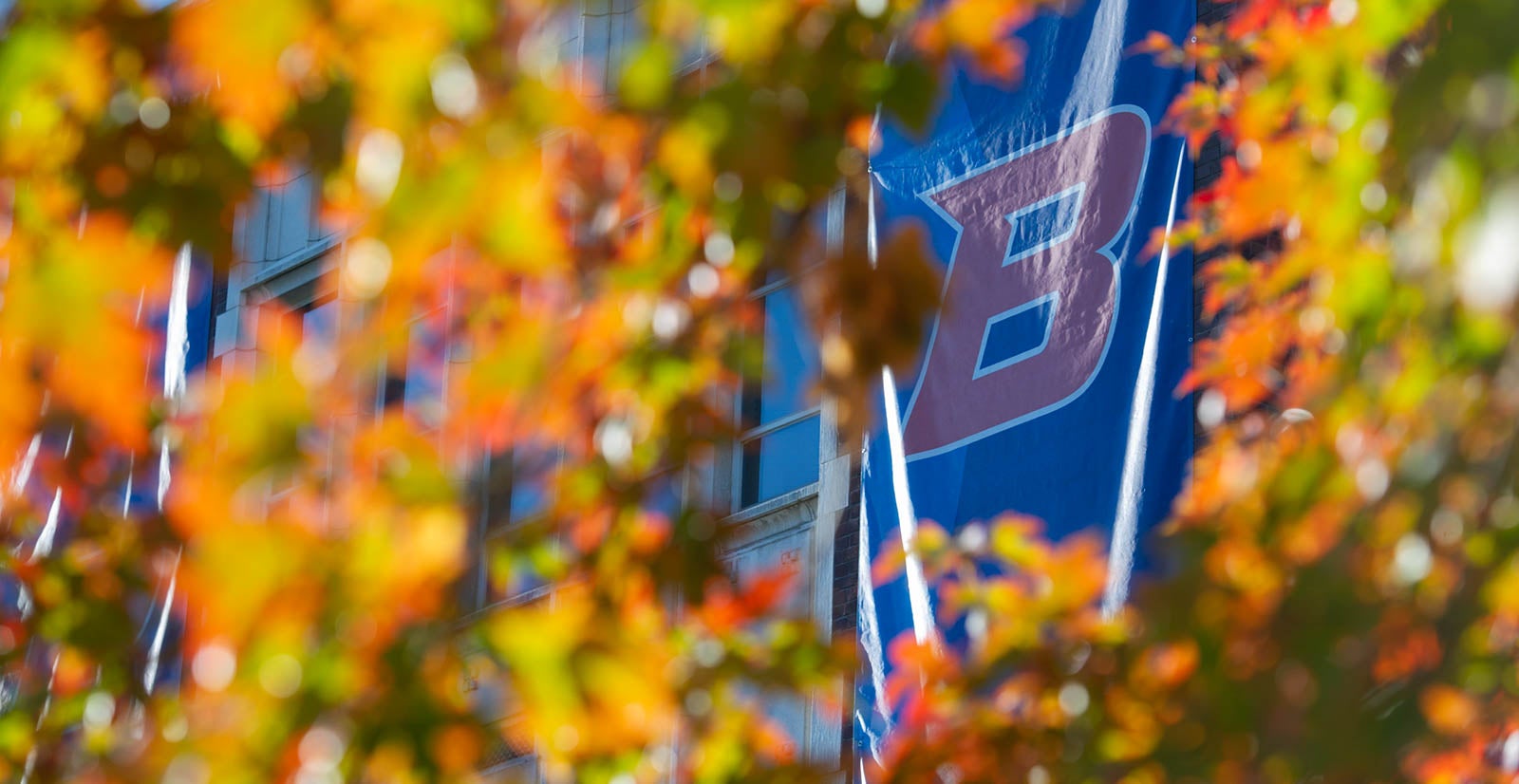 A photograph of a blue Boise State banner through the red, yellow and green leaves of a tree in autumn