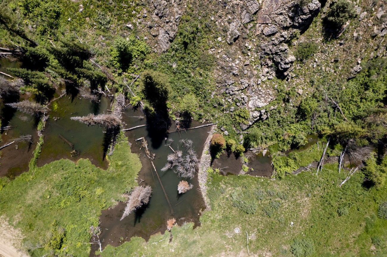 Satellite image of beaver dams