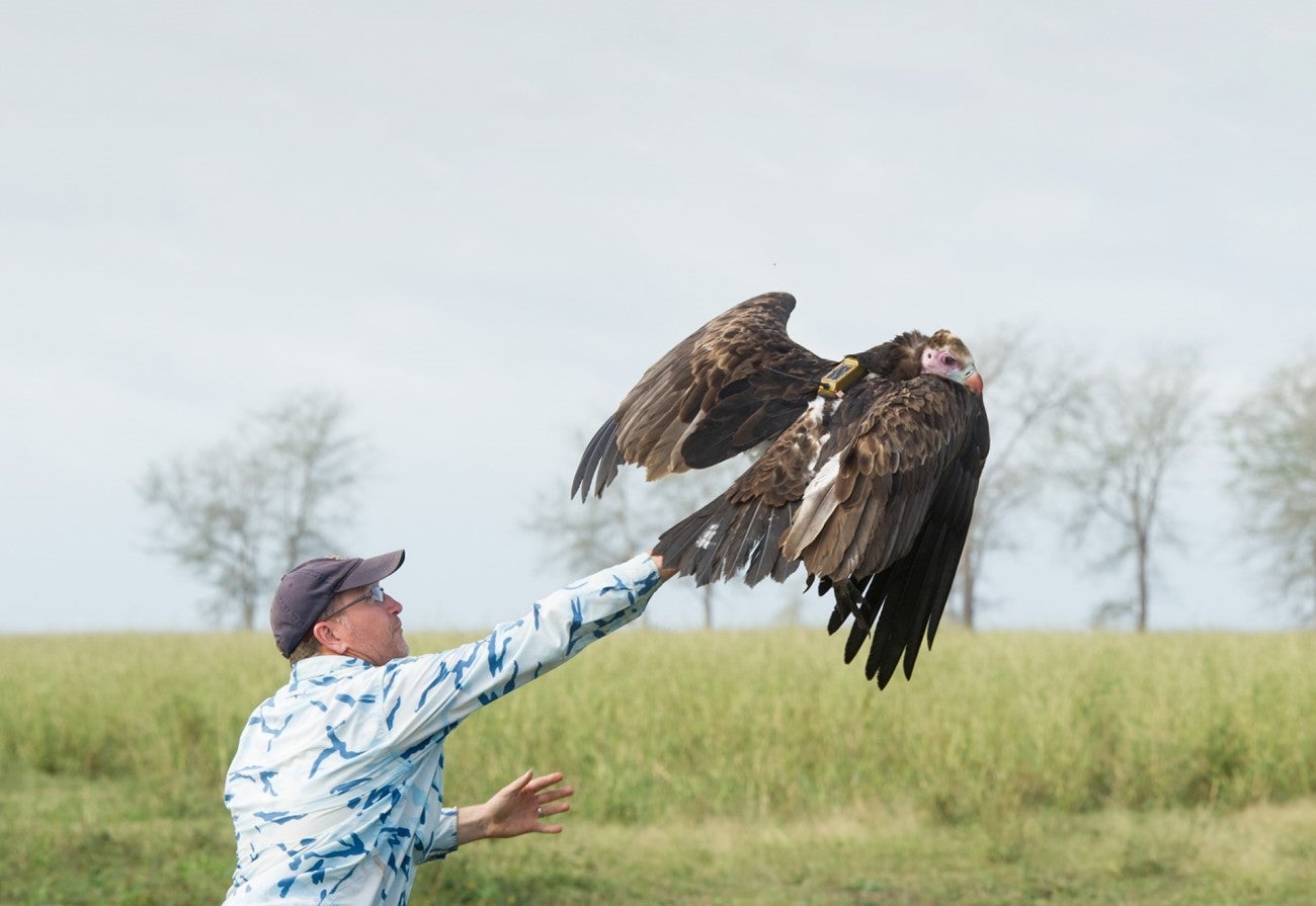 Greg Kaltenecker releasing falcon