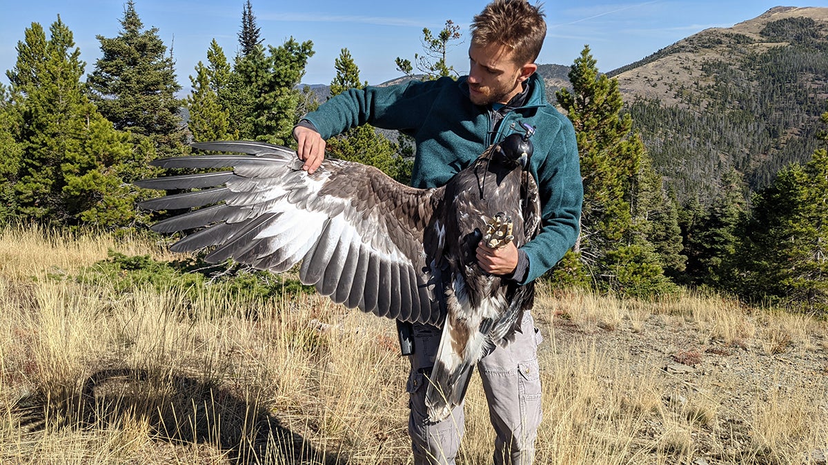young man holds golden eagle in arms and uses one hand to stretch out one wing