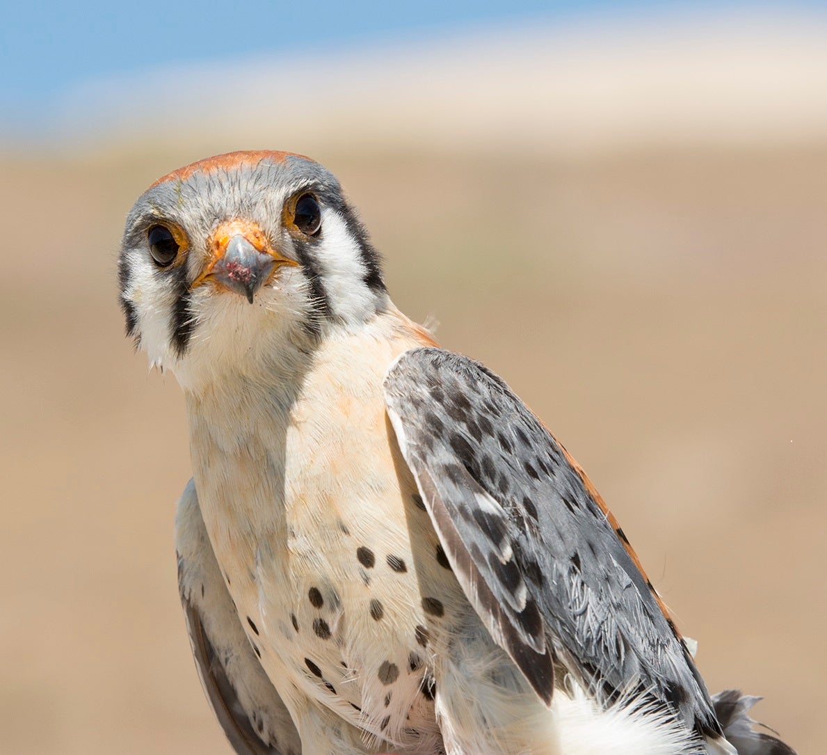 kestrel raptor stares at camera