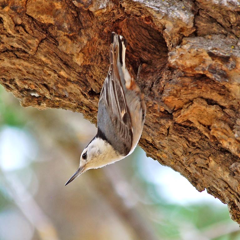 bird on tree