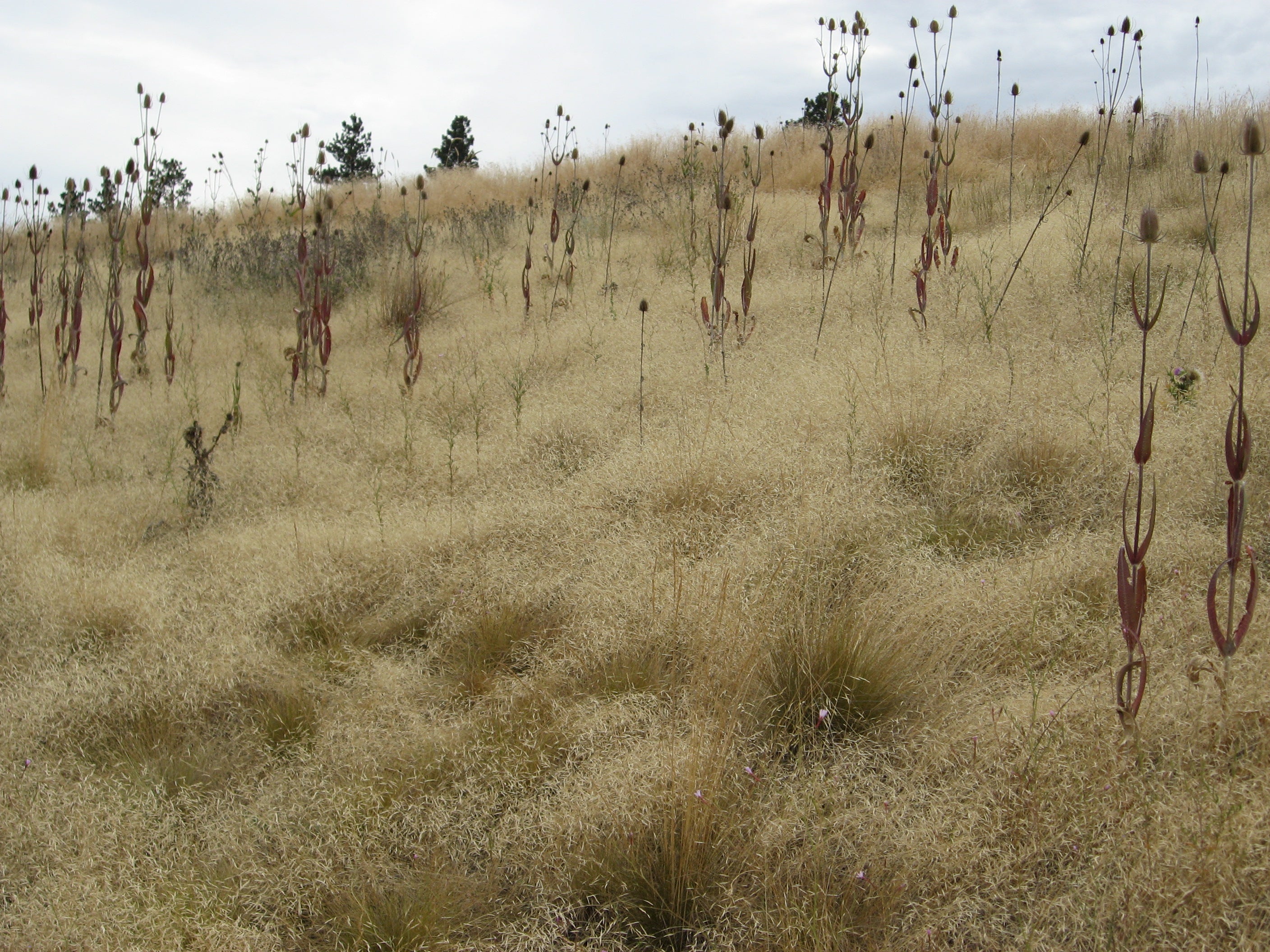 Infestation of ventenata