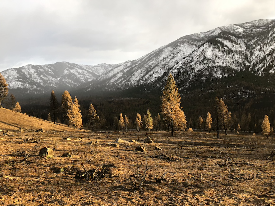 an area of forest that was burned during fire, overshadowed, with snow-capped mountains rising in the background