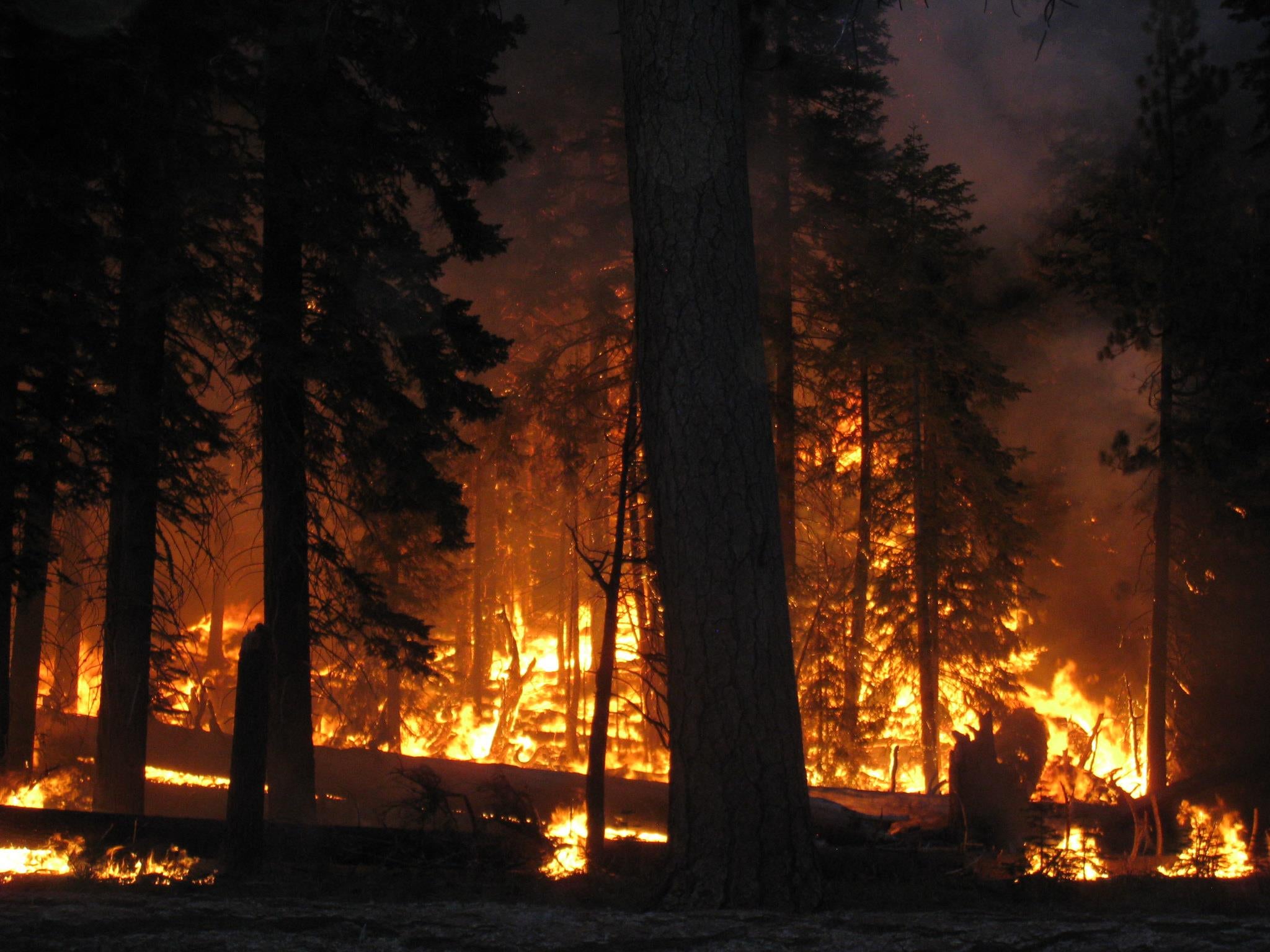 A forest fire