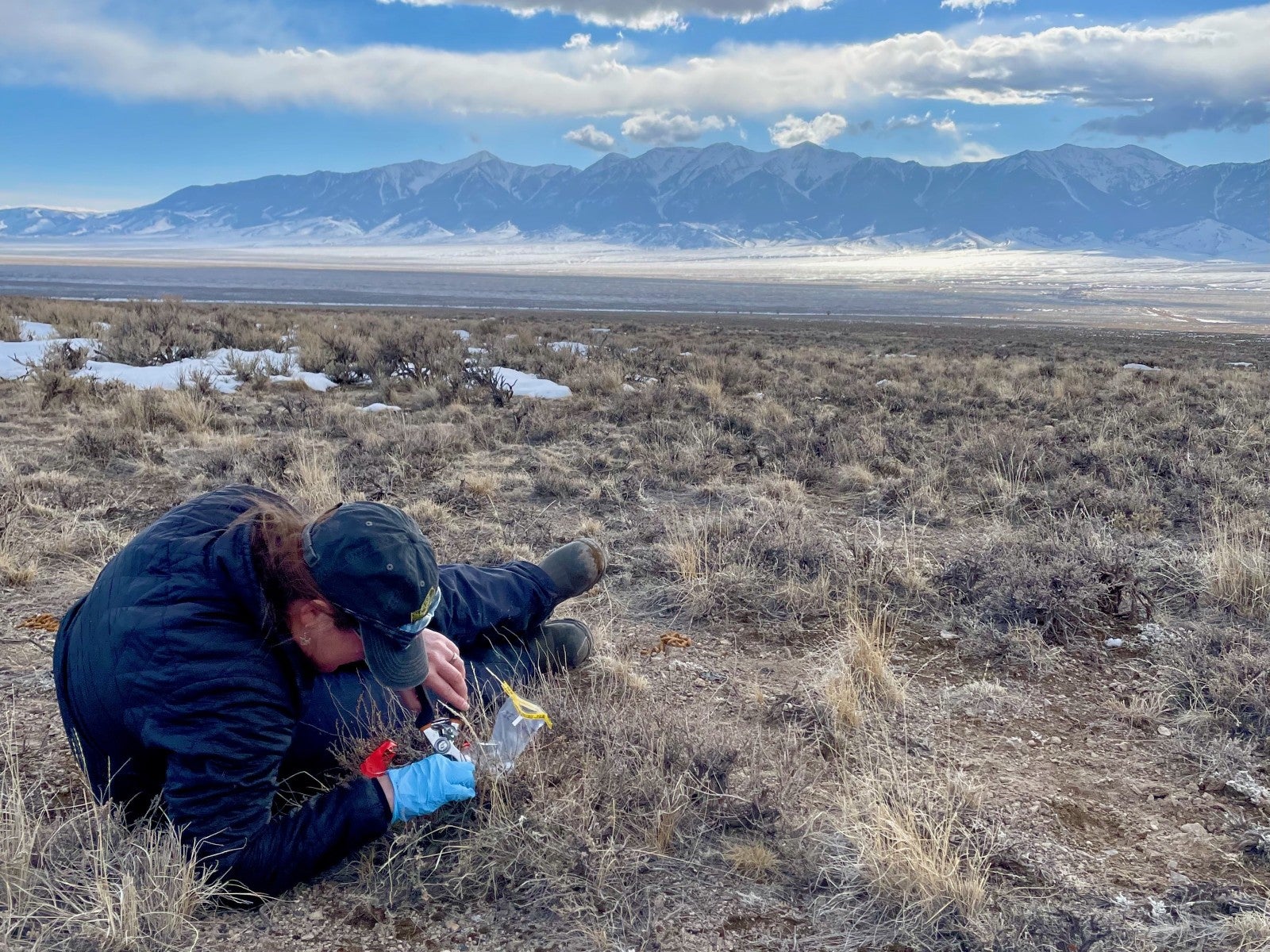 A person lays on the ground and collects plant samples