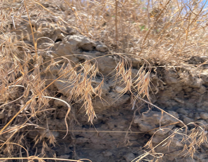 a golden wheat-like plant with many seeds crowds in dry soil area