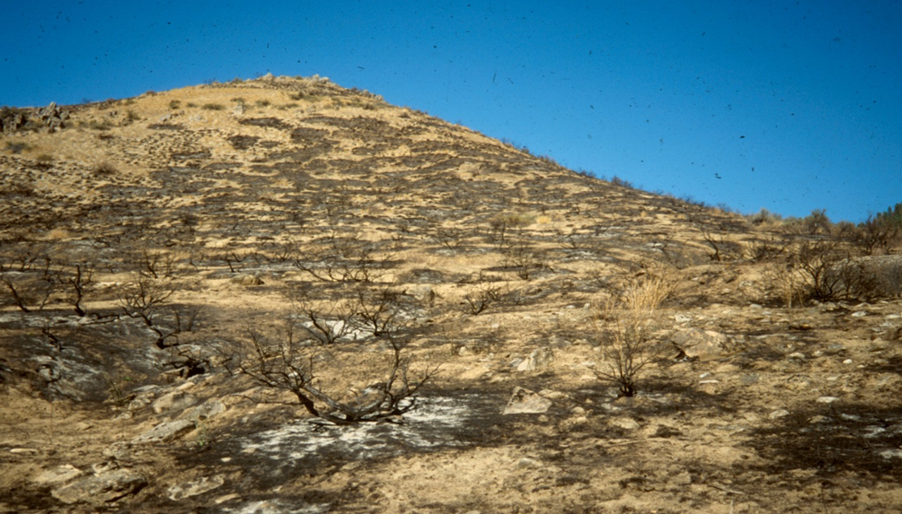 A burned hillside