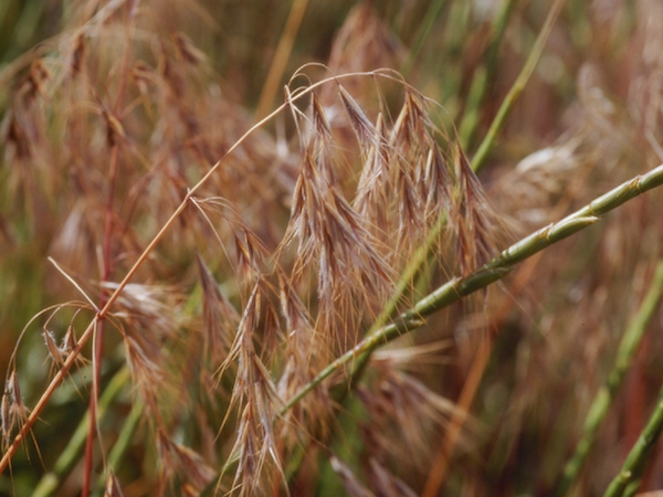 Close up of cheatgrass plant