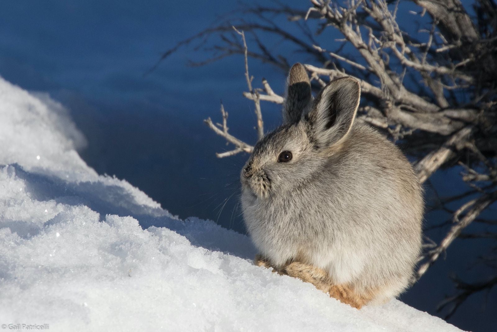 Pygmy rabbit in the snow