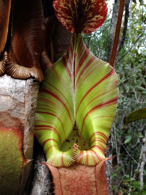 A carnivorous plant