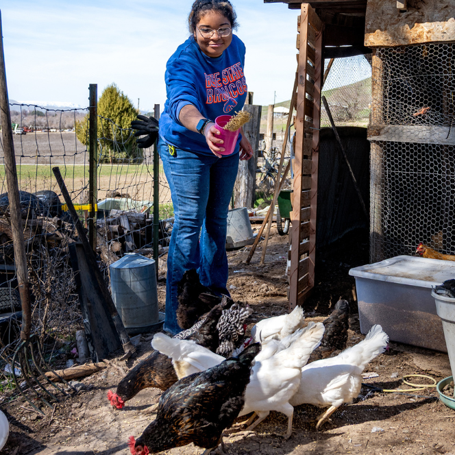 Sofia Sanchez-Chapman feeding chickens on her family farm