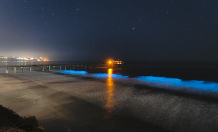 Blue bioluminescent waves glowing at night