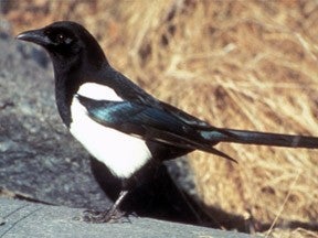 Photo of a black-billed magpie
