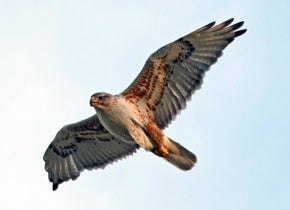 ferruginous hawk in sky