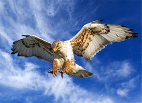 ferruginous hawk in sky about to attack prey