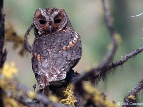Photo of Flammulated Owl