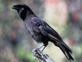 Photo of a Hawaiian crow