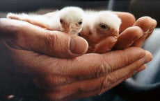 Photo of hands holding baby american kestrels