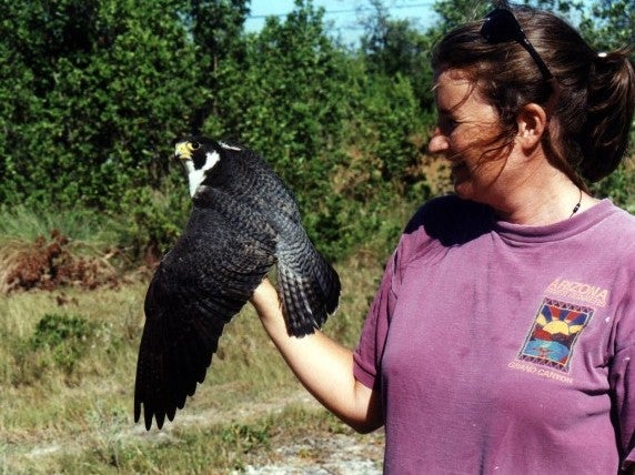Heath releasing falcon