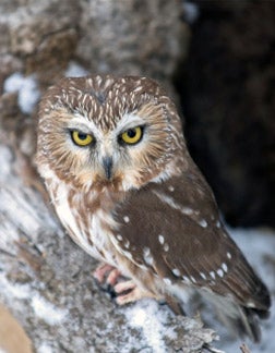 Photo of a Saw-whet Owl